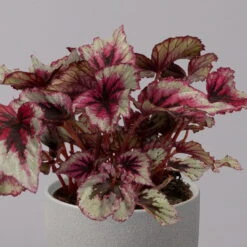 Blattbegonie 'Evening Glow', Topf-Ø 12 Cm, Höhe Ca. 25 Cm, 3er-Set -Günstiges Saat Zeit Geschäft 0210900311 Blattbegonie Evening Glow 3er Set 3