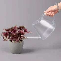 Blattbegonie 'Evening Glow', Topf-Ø 12 Cm, Höhe Ca. 25 Cm, 3er-Set -Günstiges Saat Zeit Geschäft 0210900311 Blattbegonie Evening Glow 3er Set 4