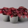 Blattbegonie 'Inca Flame', Topf-Ø 12 Cm, Höhe Ca. 25 Cm, 3er-Set -Günstiges Saat Zeit Geschäft 0210900313 Blattbegonie Inca Flame 3er Set neu 1