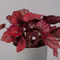 Blattbegonie 'Inca Flame', Topf-Ø 12 Cm, Höhe Ca. 25 Cm, 3er-Set -Günstiges Saat Zeit Geschäft 0210900313 Blattbegonie Inca Flame 3er Set neu 3