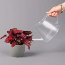 Blattbegonie 'Inca Flame', Topf-Ø 12 Cm, Höhe Ca. 25 Cm, 3er-Set -Günstiges Saat Zeit Geschäft 0210900313 Blattbegonie Inca Flame 3er Set neu 4