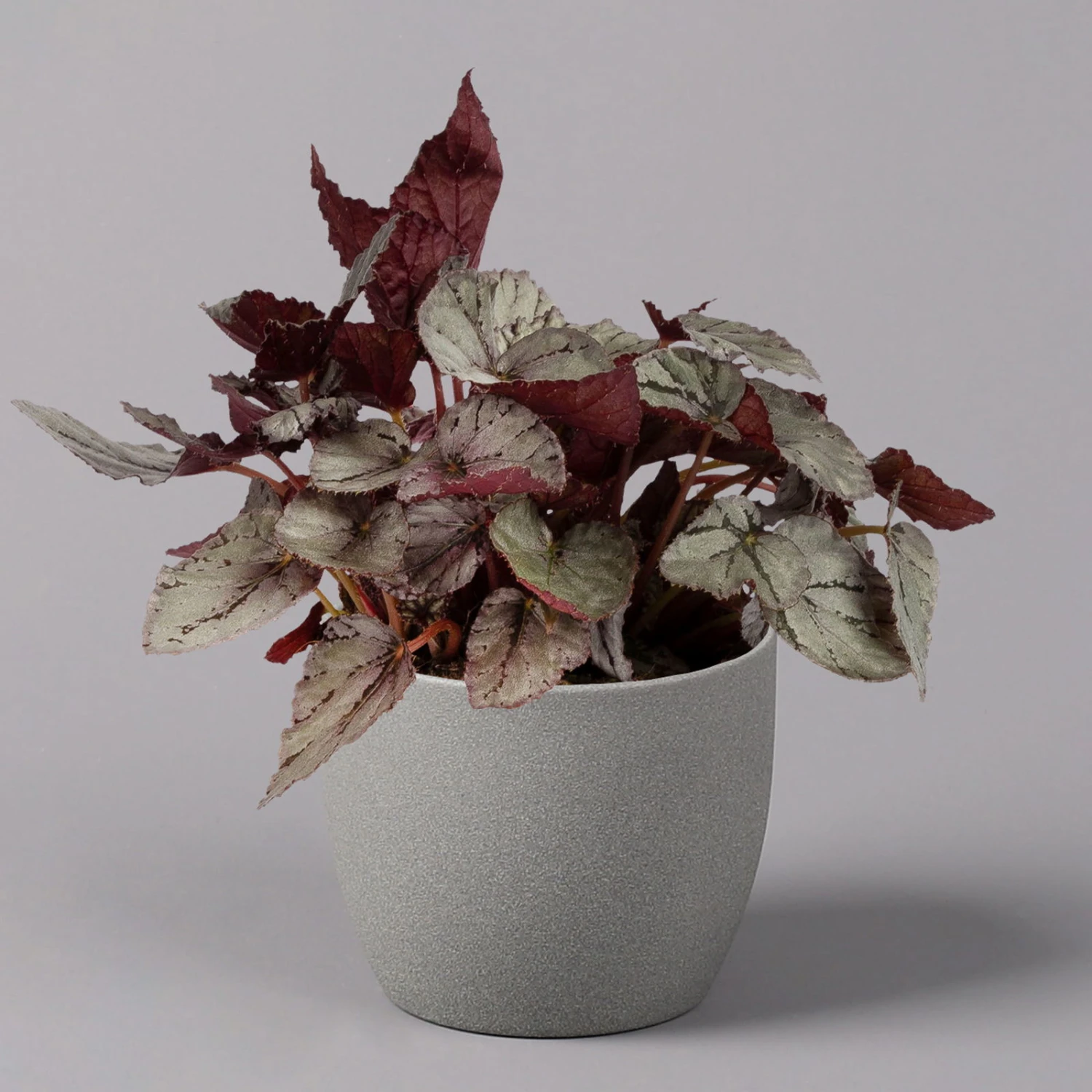 Blattbegonie 'Maori Haze', Topf-Ø 12 Cm, Höhe Ca. 25 Cm, 3er-Set 4 Blattbegonie 'Maori Haze', Topf-Ø 12 Cm, Höhe Ca. 25 Cm, 3er-Set – Bild 2