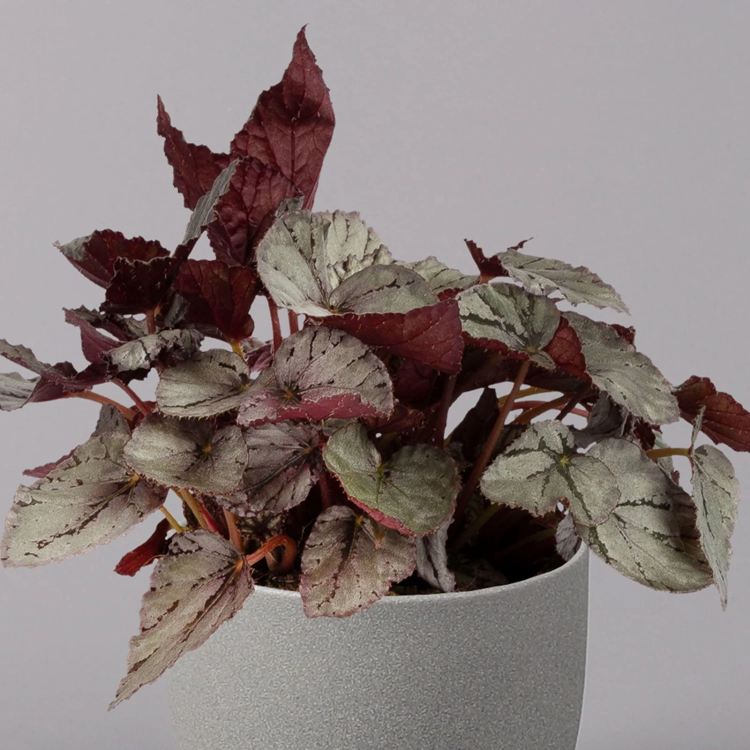 Blattbegonie 'Maori Haze', Topf-Ø 12 Cm, Höhe Ca. 25 Cm, 3er-Set 5 Blattbegonie 'Maori Haze', Topf-Ø 12 Cm, Höhe Ca. 25 Cm, 3er-Set – Bild 3