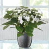 Hortensie Hovaria® 'Feuerwerk', Weiß, Topf-Ø 14 Cm, Höhe Ca. 35 Cm -Günstiges Saat Zeit Geschäft 0211200112 Hydrangea Hovaria Feuerwerk 14cm T H 35cm weiss