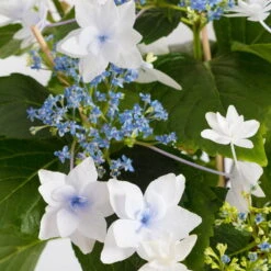 Hortensie Hovaria® 'Feuerwerk', Weiß, Topf-Ø 14 Cm, Höhe Ca. 35 Cm -Günstiges Saat Zeit Geschäft 0211200112 Hydrangea Hovaria Feuerwerk 14cm Topf H35cm weiss1