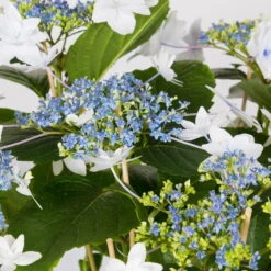 Hortensie Hovaria® 'Feuerwerk', Weiß, Topf-Ø 14 Cm, Höhe Ca. 35 Cm -Günstiges Saat Zeit Geschäft 0211200112 Hydrangea Hovaria Feuerwerk 14cm Topf H35cm weiss2