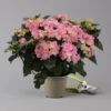 Hortensie 'Double Dutch', Rosa, Topf-Ø 14 Cm, Höhe Ca. 40 Cm 1 Hortensie 'Double Dutch', Rosa, Topf-Ø 14 Cm, Höhe Ca. 40 Cm -Günstiges Saat Zeit Geschäft 0211200155 Hydrangea Double Dutch rosa t 124861