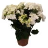 Hortensie 'Double Dutch', Weiß, Topf-Ø 14 Cm, Höhe Ca. 40 Cm -Günstiges Saat Zeit Geschäft 0211200165 Hydrangea Double Dutch weiss