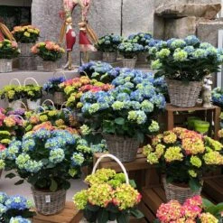 Hortensie 'Leuchtfeuer', Busch, Rot, Topf-Ø 23 Cm, Höhe Ca. 50 Cm -Günstiges Saat Zeit Geschäft 021130 hydrangea 1