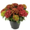 Hortensie 'Leuchtfeuer', Busch, Rot, Topf-Ø 23 Cm, Höhe Ca. 50 Cm -Günstiges Saat Zeit Geschäft 0211300122 Hydrangea macr Ballen rot KB Leuchtfeuer 1