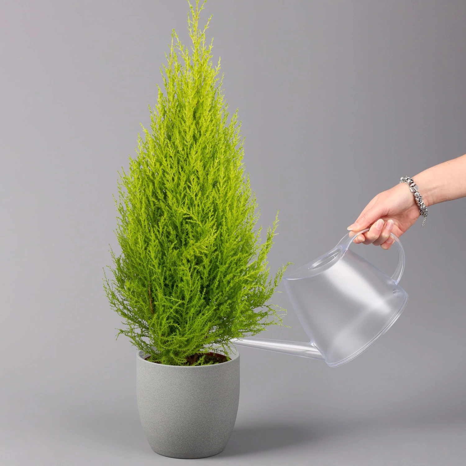 Zimmerzypresse 'Goldcrest', Pyramide, Topf-Ø 17 Cm, 2er-Set 4 Zimmerzypresse 'Goldcrest', Pyramide, Topf-Ø 17 Cm, 2er-Set – Bild 2