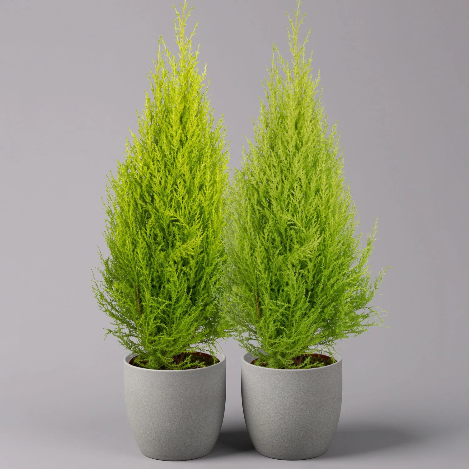 Zimmerzypresse 'Goldcrest', Pyramide, Topf-Ø 17 Cm, 2er-Set 3 Zimmerzypresse 'Goldcrest', Pyramide, Topf-Ø 17 Cm, 2er-Set