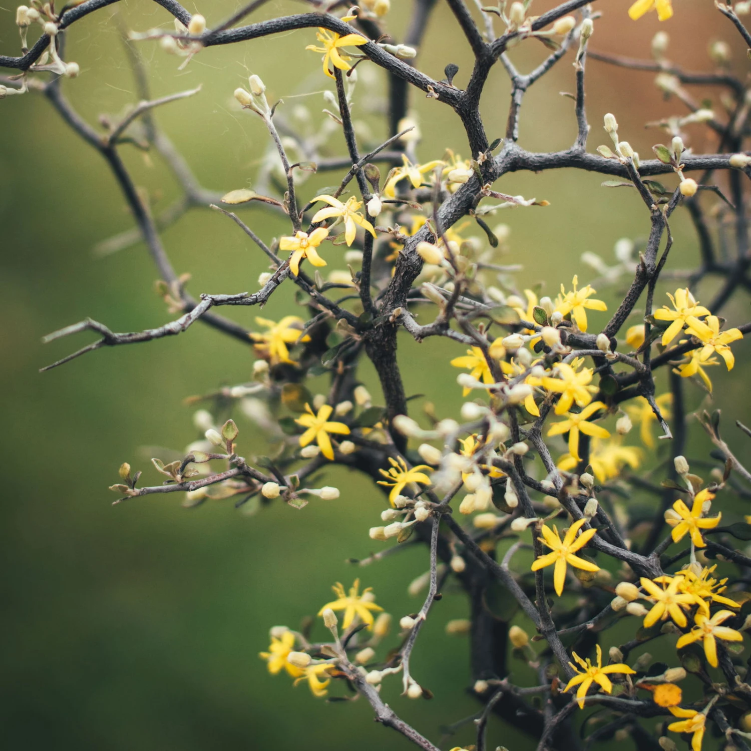 Zickzackstrauch, Topf-Ø 11 Cm, Höhe Ca. 20 Cm, 3er-Set 8 Zickzackstrauch, Topf-Ø 11 Cm, Höhe Ca. 20 Cm, 3er-Set – Bild 6