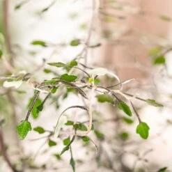 Zickzackstrauch, Topf-Ø 11 Cm, Höhe Ca. 20 Cm, 3er-Set 15 Zickzackstrauch, Topf-Ø 11 Cm, Höhe Ca. 20 Cm, 3er-Set -Günstiges Saat Zeit Geschäft 0220108510 0220108511 0220108515 0220108516 0220108517 0220108518 0220108519 0220108520 Corokia 2 116838