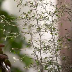 Zickzackstrauch, Topf-Ø 19 Cm, Höhe Ca. 70 Cm 12 Zickzackstrauch, Topf-Ø 19 Cm, Höhe Ca. 70 Cm -Günstiges Saat Zeit Geschäft 0220108510 0220108511 0220108515 0220108516 0220108517 0220108518 0220108519 0220108520 Corokia 3 116836 1