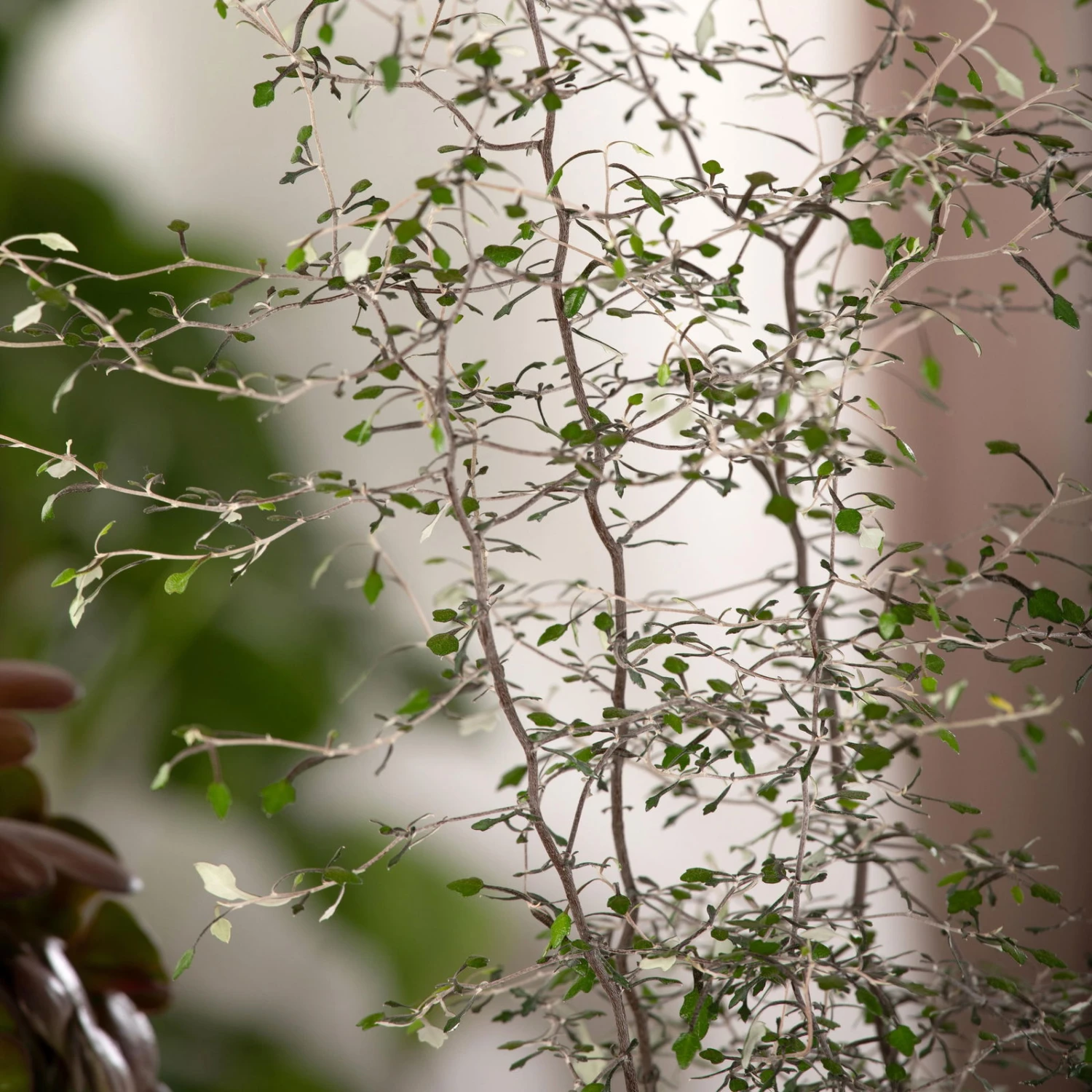 Zickzackstrauch, Topf-Ø 11 Cm, Höhe Ca. 20 Cm, 3er-Set 4 Zickzackstrauch, Topf-Ø 11 Cm, Höhe Ca. 20 Cm, 3er-Set – Bild 2