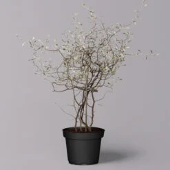 Zickzackstrauch, Topf-Ø 11 Cm, Höhe Ca. 20 Cm, 3er-Set 17 Zickzackstrauch, Topf-Ø 11 Cm, Höhe Ca. 20 Cm, 3er-Set -Günstiges Saat Zeit Geschäft 0220108516 Corokia cotoneaster 2 119863