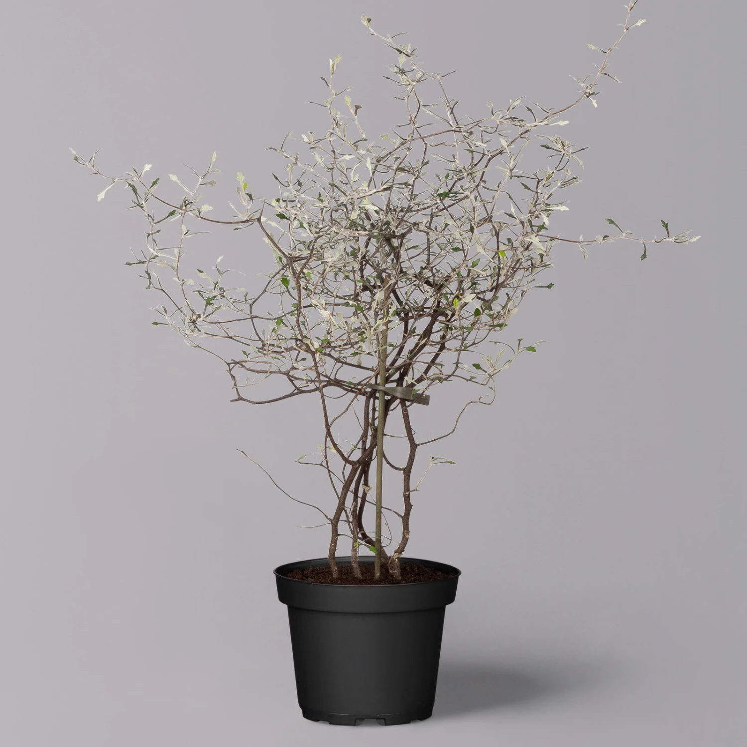 Zickzackstrauch, Topf-Ø 11 Cm, Höhe Ca. 20 Cm, 3er-Set 9 Zickzackstrauch, Topf-Ø 11 Cm, Höhe Ca. 20 Cm, 3er-Set – Bild 7