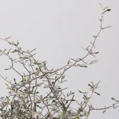 Zickzackstrauch, Topf-Ø 11 Cm, Höhe Ca. 20 Cm, 3er-Set 14 Zickzackstrauch, Topf-Ø 11 Cm, Höhe Ca. 20 Cm, 3er-Set -Günstiges Saat Zeit Geschäft 0220108516 Corokia cotoneaster 1 117166