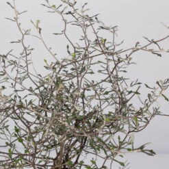 Zickzackstrauch, Topf-Ø 11 Cm, Höhe Ca. 20 Cm, 3er-Set 13 Zickzackstrauch, Topf-Ø 11 Cm, Höhe Ca. 20 Cm, 3er-Set -Günstiges Saat Zeit Geschäft 0220108516 Corokia cotoneaster 8 117167