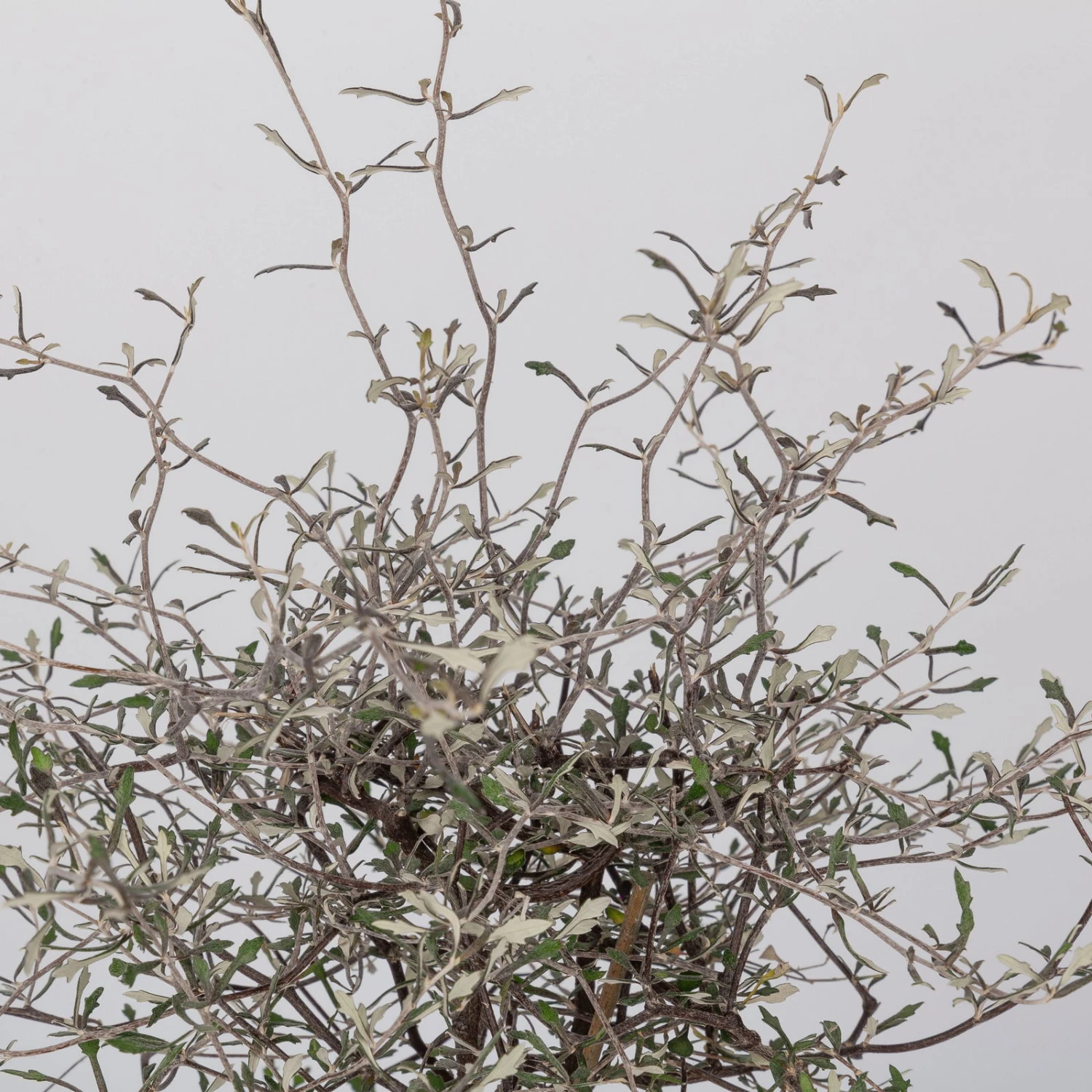 Zickzackstrauch, Topf-Ø 19 Cm, Höhe Ca. 70 Cm 3 Zickzackstrauch, Topf-Ø 19 Cm, Höhe Ca. 70 Cm