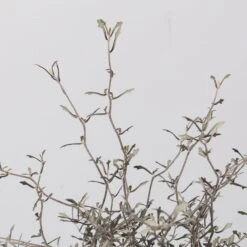 Zickzackstrauch, Topf-Ø 19 Cm, Höhe Ca. 70 Cm 11 Zickzackstrauch, Topf-Ø 19 Cm, Höhe Ca. 70 Cm -Günstiges Saat Zeit Geschäft 0220108517 Corokia cotoneaster 3 117168