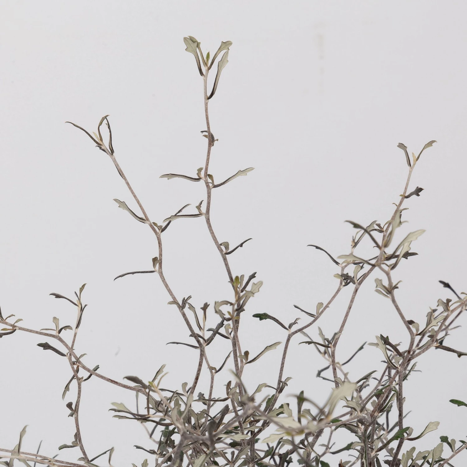 Zickzackstrauch, Topf-Ø 19 Cm, Höhe Ca. 70 Cm 5 Zickzackstrauch, Topf-Ø 19 Cm, Höhe Ca. 70 Cm – Bild 3