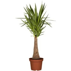 Palmlilie 'Maya Tree', Topf-Ø 24 Cm, Höhe Ca. 100 Cm -Günstiges Saat Zeit Geschäft 0220850193 Yucca eleph Maya Tree 45 Stamm 24cm 100cm