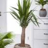 Palmlilie 'Maya Tree', Topf-Ø 24 Cm, Höhe Ca. 100 Cm -Günstiges Saat Zeit Geschäft 0220850193 Yucca eleph Maya Tree 45 Stamm 24cm 100cm1 1 117736