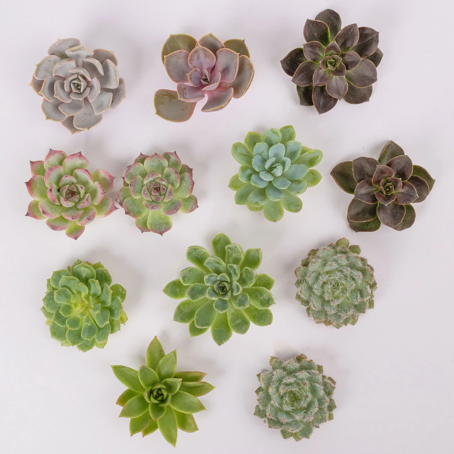 Schnittecheverien-Mix, Ø 5 Cm, 12er-Set 3 Schnittecheverien-Mix, Ø 5 Cm, 12er-Set