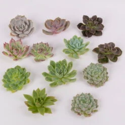 Schnittecheverien-Mix, Ø 5 Cm, 12er-Set 12 Schnittecheverien-Mix, Ø 5 Cm, 12er-Set -Günstiges Saat Zeit Geschäft 0250103006 Schnittecheverien 12er Set WS 2