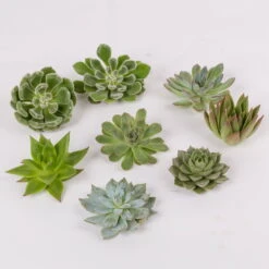 Schnittecheverien-Mix, Ø 8 Cm, 8er-Set -Günstiges Saat Zeit Geschäft 0250103007 Schnittecheverien 8er Set WS 2