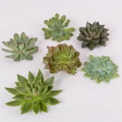 Schnittecheverien-Mix, Ø 10 Cm, 6er-Set -Günstiges Saat Zeit Geschäft 0250103008 Schnittecheverien 6er Set WS 2