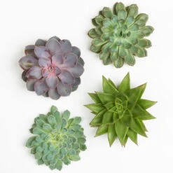 Schnittecheverien-Mix, Ø 12 Cm, 4er-Set 12 Schnittecheverien-Mix, Ø 12 Cm, 4er-Set -Günstiges Saat Zeit Geschäft 0250103009 Schnittecheverien 4er Set 12 cm WS 2