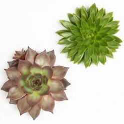 Schnittecheverien-Mix, Ø 16 Cm, 2er-Set -Günstiges Saat Zeit Geschäft 0250103010 Schnittecheverien 2er Set 16 cm WS 2