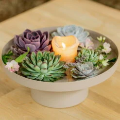 Schnittecheverien-Mix, Ø 16 Cm, 2er-Set -Günstiges Saat Zeit Geschäft 0250103364 Echeveria Mix 7 10cm in DIY Box 4 117171 5