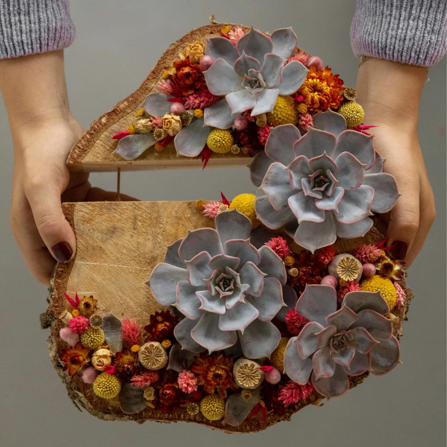 Schnitt-Echeveria Mix, 5 Stück In DIY Box, 7-10 Cm Ø 7 Schnitt-Echeveria Mix, 5 Stück In DIY Box, 7-10 Cm Ø – Bild 5