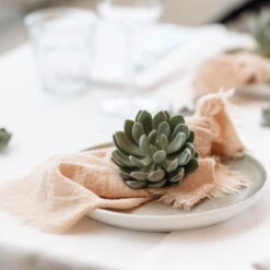 Schnittecheverien-Mix, Ø 12 Cm, 4er-Set 13 Schnittecheverien-Mix, Ø 12 Cm, 4er-Set -Günstiges Saat Zeit Geschäft 0250103364 Echeveria Mix 7 10cm in DIY Box 7 117173 1