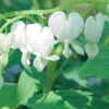 Bio Tränendes Herz 'Alba' Weiß, Topf-Ø 11 Cm, 3er-Set -Günstiges Saat Zeit Geschäft 0310100192 Dicentra spectabilis Alba 46334