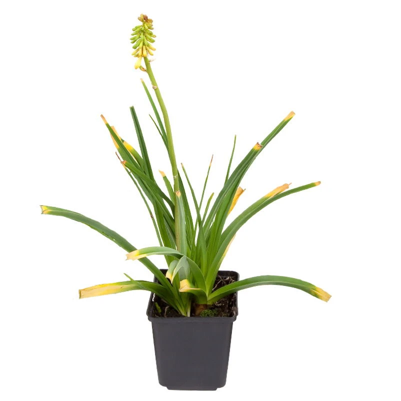 Bio Fackellilie Orange-rot, Topf-Ø 11 Cm, 3er-Set – Bild 3