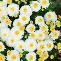 Bio Winteraster Weiß, Topf-Ø 11 Cm, 3er-Set