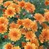 Bio Winteraster Bronce, Topf-Ø 11 Cm, 3er-Set 2 Bio Winteraster Bronce, Topf-Ø 11 Cm, 3er-Set -Günstiges Saat Zeit Geschäft 0310102184 Chrysanthemum hortorum ind. K lle 11 cm Topf bronce 60046 9318 1 16237