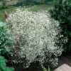 Bio Schleierkraut 'Summer Sparkles' Weiß, Topf-Ø 11cm, 3er-Set -Günstiges Saat Zeit Geschäft 0310102960 Gypsophila pan 6949