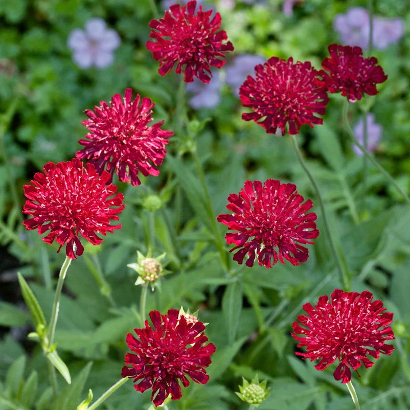 Bio Witwenblume Rot, Topf-Ø 11 Cm, 3er-Set