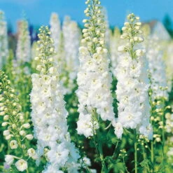 Ausgewählte Produkte 5 Rittersporn 'New Millenium' Weiß, Topf-Ø 11 Cm, 3er-Set