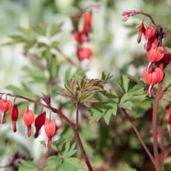 Bio Tränendes Herz 'Valentine' Rot, Topf-Ø 11 Cm, 3er-Set -Günstiges Saat Zeit Geschäft 0310105664 Dicentra spectabilis Valentine Koelle 11 cm Topf rot 44401