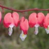 Bio Tränendes Herz 'Valentine' Rot, Topf-Ø 11 Cm, 3er-Set -Günstiges Saat Zeit Geschäft 0310105664 Dicentra spectabilis Valentine Koelle 11cm Topf rot 01 45604