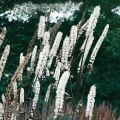 Ausgewählte Produkte 20 Bio Cimicifuga Ramosa 'Atropurpurea' Weiß, Topf-Ø 11 Cm, 3er-Set