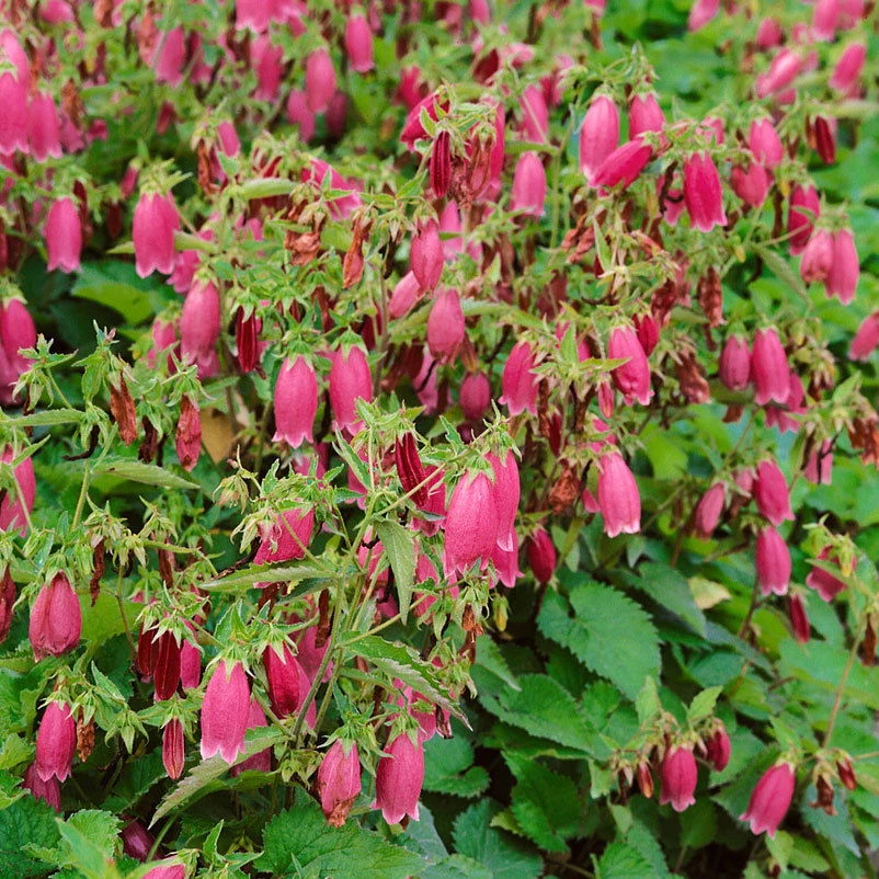 Bio Campanula Punctata 'Beetroot' Rot, Topf-Ø 11 Cm, 3er-Set