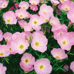 Bio Nachtkerze 'Siskiyou Pink' Rosa, Topf-Ø 11 Cm, 3er-Set -Günstiges Saat Zeit Geschäft 0310105848 nachtkerze siskiyou rosa 11 cm topf web 42374